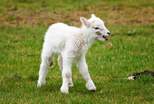 Baby Sheep or Goat?