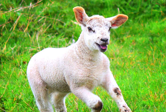 Baby Sheep or Goat?
