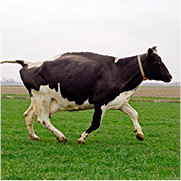 Heifer Cow