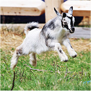 Jumping Goat