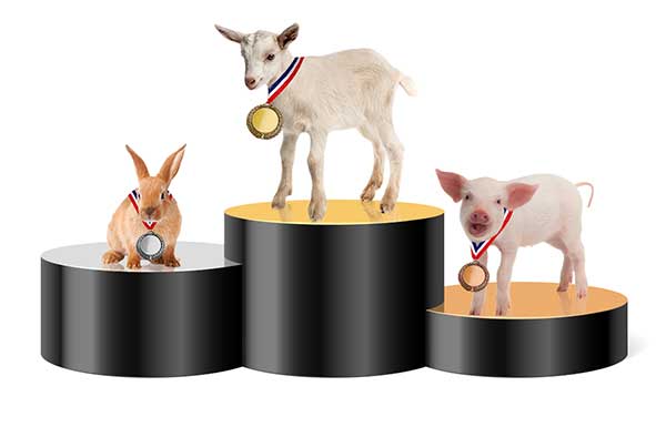 Animals on a podium
