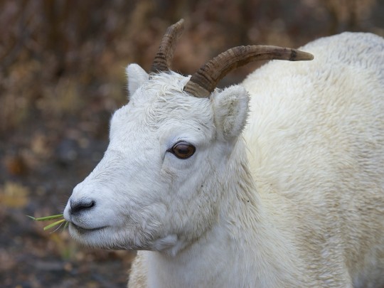 Sheep or Goat?